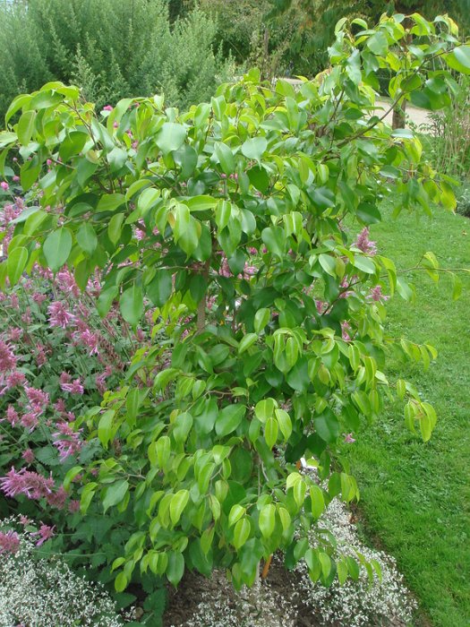 Ficus benjamina